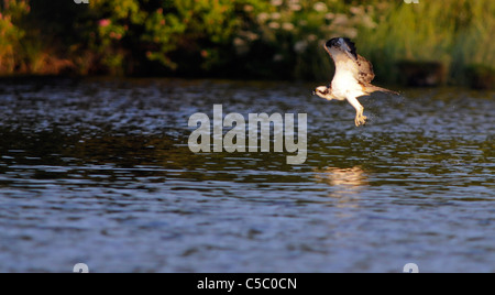 Falco pescatore Pandion haliaetus in volo nella valle di Spey, Scozia Foto Stock