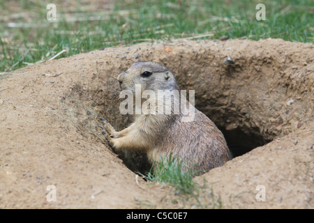 Cane della prateria provenienti dal suo foro Foto Stock