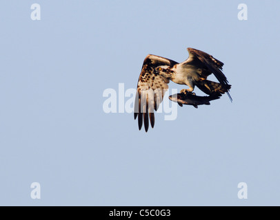 Falco pescatore Pandion haliaetus in volo con la trota arcobaleno al di sopra della valle di Spey, Scozia Foto Stock