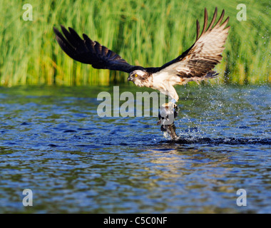 Falco pescatore Pandion haliaetus con grandi trote in artigli, Spey Valley, Scozia Foto Stock