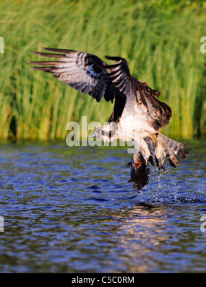 Falco pescatore Pandion haliaetus con grandi trote in artigli, Spey Valley, Scozia Foto Stock