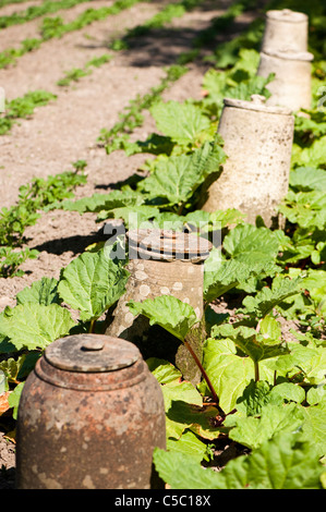 Rabarbaro, Rheum rhabarbarum e forzando tradizionali pentole alla Lost Gardens of Heligan, Cornwall, England, Regno Unito Foto Stock