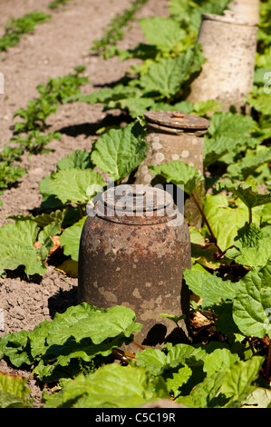 Rabarbaro, Rheum rhabarbarum e forzando tradizionali pentole alla Lost Gardens of Heligan, Cornwall, England, Regno Unito Foto Stock