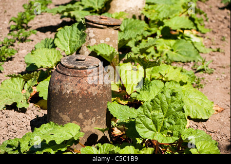 Rabarbaro, Rheum rhabarbarum e forzando tradizionali pentole alla Lost Gardens of Heligan, Cornwall, England, Regno Unito Foto Stock