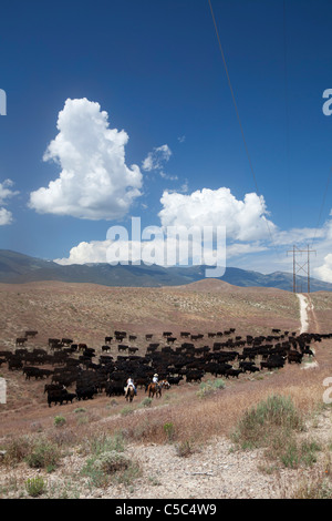 Nevada ranch di bestiame Foto Stock