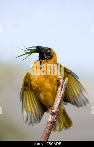 Village Weaver Bird; Ploceus cucullatus; sul ramo Foto Stock