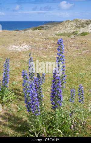 La Viper Bugloss; Echium vulgare; Gwithian; Cornovaglia Foto Stock
