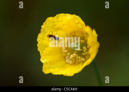 Welsh Poppy; Meconopsis cambrica; Scozia Foto Stock