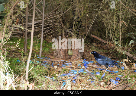 Satin Bowerbird Ptilonorhynchus tendente al violaceo maschio e femmina alla bower fotografato in ACT, Australia Foto Stock