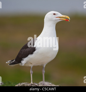 In prossimità di un grande nero-backed Gull su Irlanda's Eye isola, Irlanda. Foto Stock