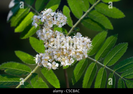 Unione Rowan / Mountain ash (Sorbus aucuparia) in fiore in primavera Foto Stock