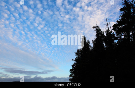 Nuvole sparse nel cielo al tramonto su una spiaggia vicino a Tofino BC Canada con alberi foresta stagliano contro il cielo blu Foto Stock