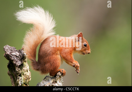 Scoiattolo rosso Sciurus vulgaris preparando a saltare fuori ceppo di albero, Strathspey, Scozia Foto Stock