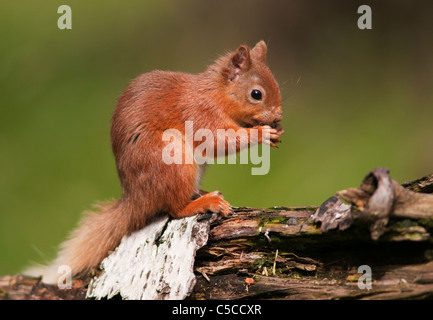 Scoiattolo rosso Sciurus vulgaris avanzamento sul registro caduti nel bosco, Strathspey, Scozia Foto Stock