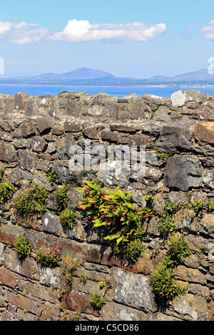 Harlech Castle, situato a Harlech, Gwynedd, Wales UK. Costruito nel XIII secolo. Foto Stock