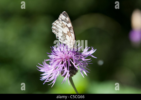 Una farfalla su un fiore Foto Stock