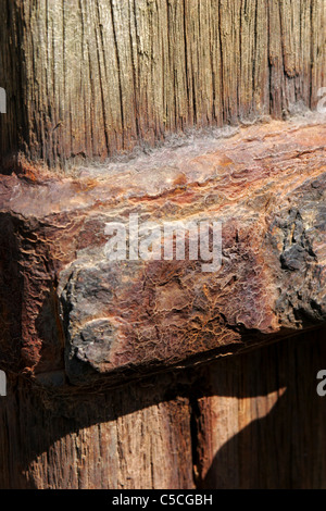 Parte di un frangiflutti arrugginito groyne del mare che mostra la struttura in legno e metallo arrugginito per fissaggi Foto Stock