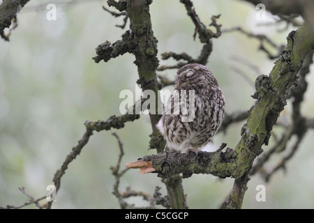 Civetta (Athene noctua) appoggiato su di un ramo morto a molla Foto Stock