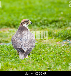 Lanner falcon seduto sull'erba. Foto scattata a Grotta di Ailwee, rapaci santuario, Irlanda. Foto Stock