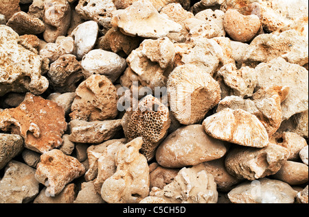 Raccolte coral per uso come materiale da costruzione. Sheikh Sayeed Al Maktoum, Al Shindagha, Dubai, UAE Foto Stock