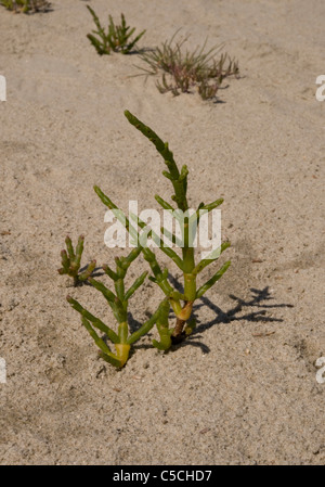 Salicornia europaea; Comune la salicornia, West Wittering, West Sussex, Regno Unito Foto Stock