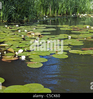 Acqua Bianca Ninfee e fiori ( Nymphea alba ) preso in primavera, REGNO UNITO Foto Stock