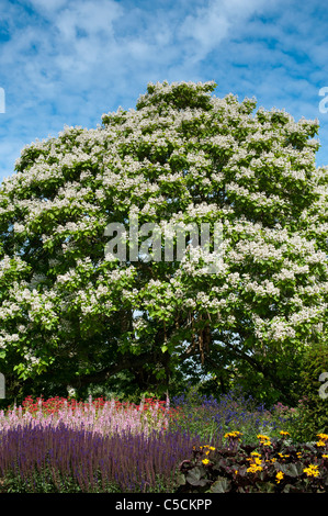 Catalpa bignonioides. Fioritura di fagiolo indiano albero a RHS Wisley Gardens. Inghilterra Foto Stock