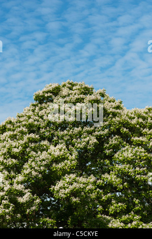 Catalpa bignonioides. Fioritura di fagiolo indiano albero a RHS Wisley Gardens. Inghilterra Foto Stock