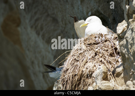 Colpo di Kittiwake seduto su una roccia calcarea in Danimarca, facendo riposare e dormire dopo alimentazione di pulcini. Foto Stock