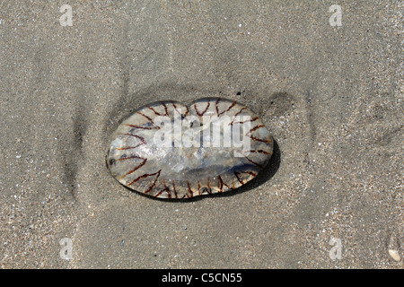 Compass medusa Chrysaora hysoscella, su Ynyslas spiaggia vicino Aberystwyth Ceredigion REGNO UNITO Galles Foto Stock