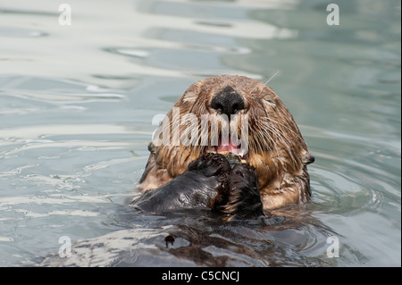 Sea Otter, Enhydra lutris ( specie in via di estinzione ), mangiando le cozze, Valdez, Alaska ( Prince William Sound ) Foto Stock