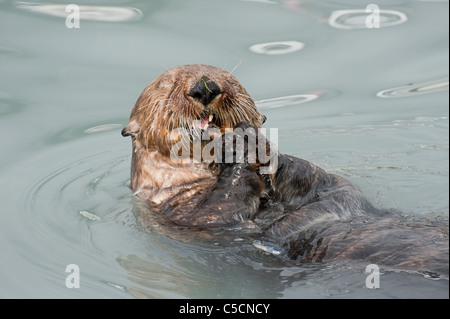 Sea Otter, Enhydra lutris ( specie in via di estinzione ), mangiando le cozze, Valdez, Alaska ( Prince William Sound ) Foto Stock