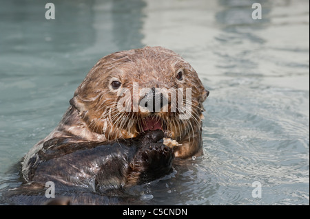 Sea Otter, Enhydra lutris, mangiare cozze, Valdez, Alaska ( Prince William Sound ) Foto Stock