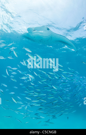 Reef manta ray, Manta alfredi, nuota su fusiliers, Hanifaru Bay, Hanifaru Laguna, Baa Atoll, Maldive ( Oceano Indiano ) Foto Stock