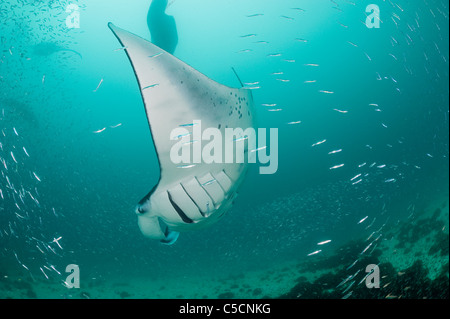Manta ray, Manta alfredi (ex Manta birostris ), si nutrono di plancton tra silversides, Hanifaru Bay, Baa Atoll, Maldive Foto Stock