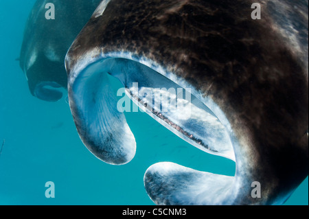 Banda di dente sulla ganascia inferiore in bocca di manta ray, Hanifaru Bay, Baa Atoll, Maldive Foto Stock