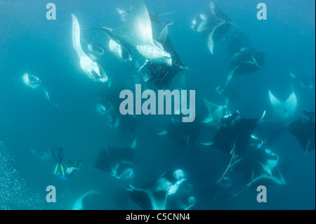 Apneista film mante vortex-alimentando in Hanifaru Bay, Hanifaru Laguna, Baa Atoll, Maldive Foto Stock