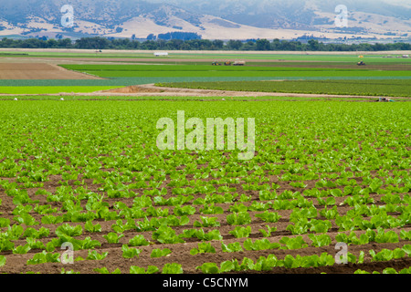 Allevamento nella Salinas Valley della California, Stati Uniti d'America Foto Stock