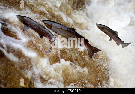 Salmoni salmoni nelle valli dello Yorkshire a Stainforth Force Foto Stock