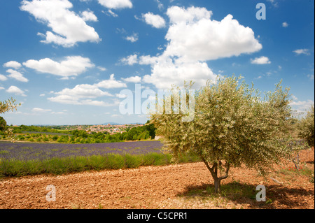 Campi di lavanda e ulivi nella Provenza Francese all'altopiano di Valensole Foto Stock