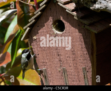 Capinera Luisa lato di arrampicata di rosso birdhouse Foto Stock