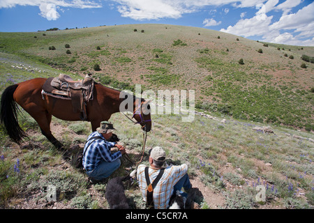 Nevada Ranch di pecora Foto Stock