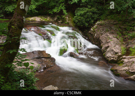 Cascata su Laurel Creek vicino a Cades Cove nel Parco Nazionale di Great Smoky Mountains sul lato del Tennessee. Foto Stock