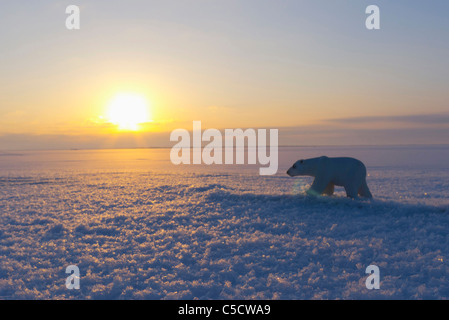 Orso polare sul campo di neve Foto Stock