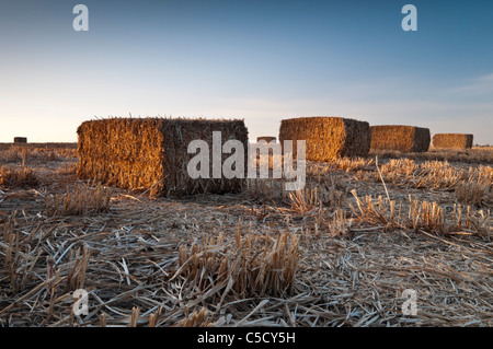 Golden in tarda serata sole catture un campo di grandi raccolte di balle di erba elefante (Miscanthus) vicino a Ravensthorpe, Northamptonshire, Inghilterra Foto Stock