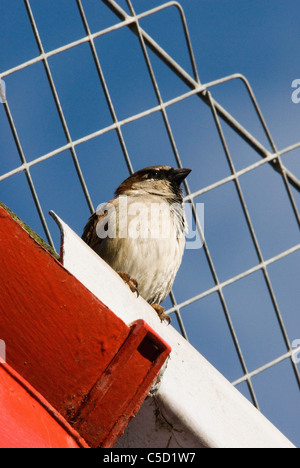 Casa passero appollaiato sulla grondaia. Foto Stock