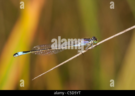 Fanciulla volare in Devon Foto Stock