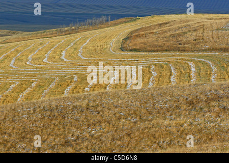 Le balle di paglia che giace nel campo. Agricoltura Agricoltura agriturismo scenic scena scenario produrre fattoria agricola di terreni agricoli Foto Stock