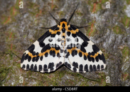 Gazza Moth Abraxas grossulariata sul tronco di albero, Lincolnshire, Regno Unito Foto Stock