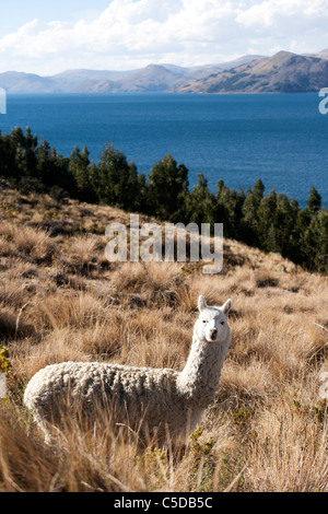 Alpaca sull isola di Suasi, l'unica isola privata sul lago Titicaca. Il lago è in background Foto Stock